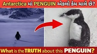 Nihilist Penguin 😢 | Viral Penguin Video Real Story | Death March Explained 2026