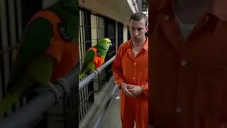 🔥🦜 Rude Parrot Brody Explains Prison Rules #viral #parrot #talkingparot #funny #birds