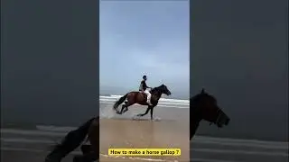 How to make a horse gallop ? #horse #horseriding  #horselover #horses #horseracing #horsepower
