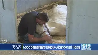 Good Samaritans Rescue Abandoned Horse