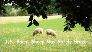 J. S.Bach: Sheep May Safely Graze - The Royal Philharmonic Orchestra