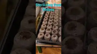 Sterilizing Peat Pellets