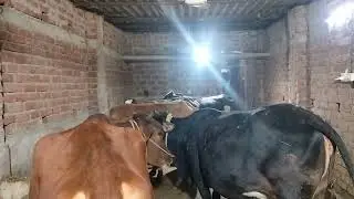 Jay Shri Ram Hindu bhai 🕉️🙏🙏🙏🙏🙏🙏🙏👍👍👍👍 Gau Mata 🙏