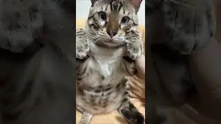 Cat #shorts #cat #youtube #cats #fyp #kucing #pet  #youtubeshorts #viral #trending