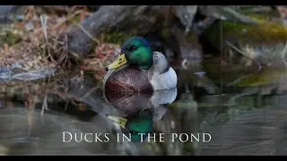 Canon C50 Ducks in the pond