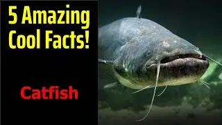 5 Fascinating Facts About Catfish