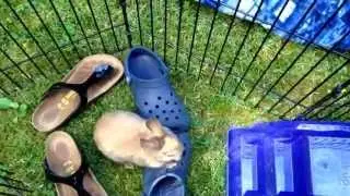 Bunny obstacle course