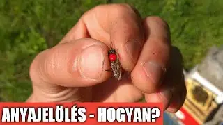 Anyajelölés - Hogyan?