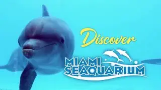 Miami Seaquarium Dolphin Harbor