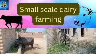 small scale dairy farm. #dairy#dairyfarm #agriculture #farmer #farming #work #auto