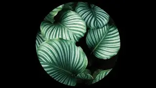 Indie Dance Mix #10