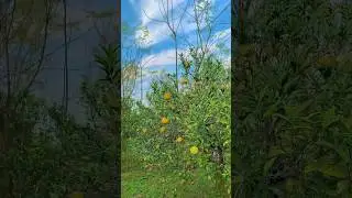 Orange bagh 🍊| orange garden 🪴| hayat travels | #shorts #orange #garden #youtube #ytshorts