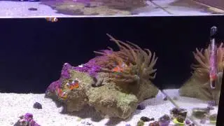 How to feed a rose bubble tip anemone