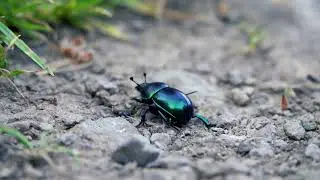 Beatle