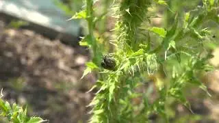 Thistle head weevil mating