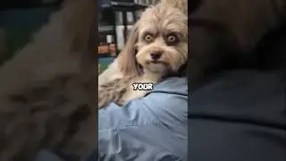 Skinwalker can Disguise as a Dog 🤯 #shorts