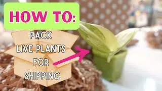 Packing Live Plants - Step by Step