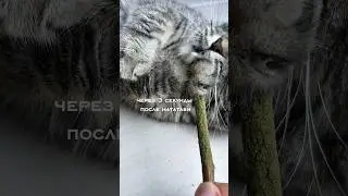 Мои коты в полном восторге от палочек мататаби 😻 #cat #кот #приколы #юмор #котик