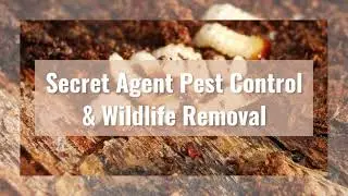 Pest Control in North York- Secret Agent Pest Control & Wildlife Removal
