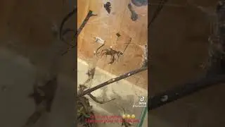 Tunnel spider and ear wig dance #newcontent #tictok @spiderdome2 #checkout #everday #livecontent