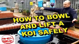 How to bowl and lift a Koi safely.