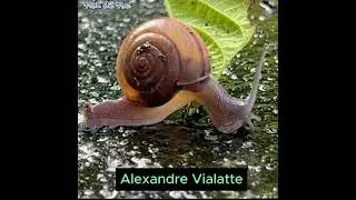 Citations : l'escargot (Alexandre Vialatte)  #citations #litt&eacute;raturefran&ccedil;aise #fran&ccedil;ais  #shorts
