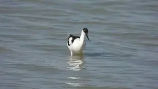 Pied Avocet, Avocetta (Recurvirostra avosetta)