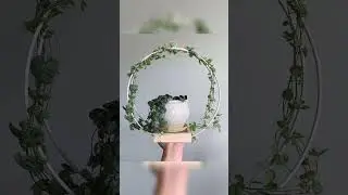Creeper Plants That Transform Any Space! 🌿💫#creeperplants #indoorplants #houseplants #shorts #viral