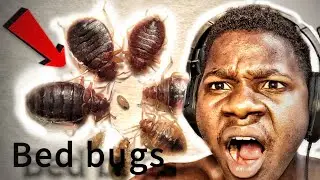 DO bed bugs eat people (kunguni)