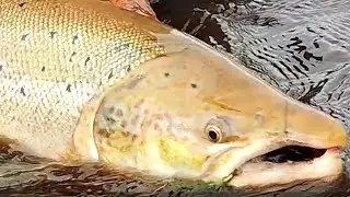 Laks - Skjern å - Enhånds Flue (Salmon on single hand fly)