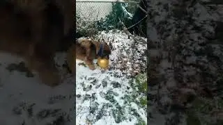 Bye bye balloon￼
