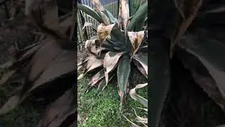 Agave plant removal from the root