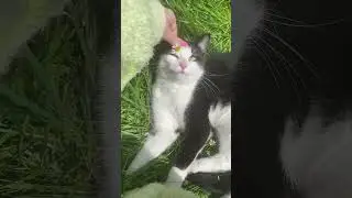 bootiful willow :3 #cat #catvideos #silly #sillycat #tuxedocat #daisy #cottagecore #aesthetic