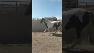 Mira in round pen Gypsy vanner cross
