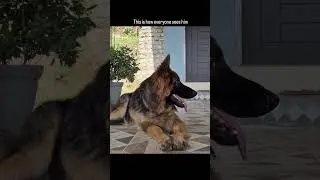 FREE GERMAN SHEPHERD DOG ADOPTION #germanshepherd #gsds #germanshepheard #viral #doublecoat