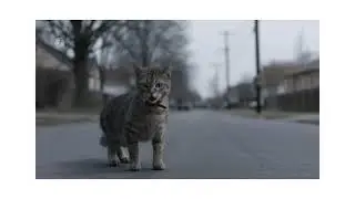Kitty gets her revenge!