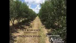 Olives in Texas - An Oily Romance