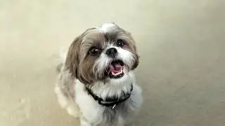 PetSafe Pet Travel and Access Products