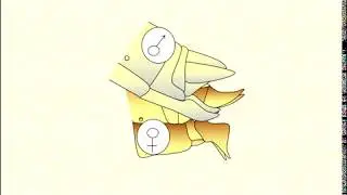 REPRODUCTION DU CRIQUET