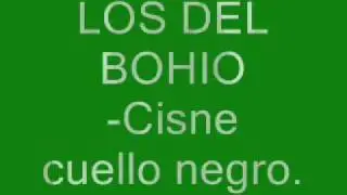 Los del Bohio-Cisne cuello negro