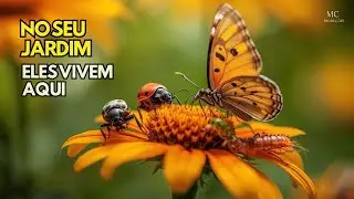Os insetos que habitam o seu jardim