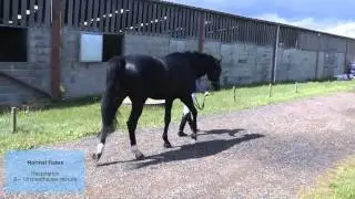 Healthy horse management &ndash; Charlie Hutton