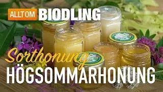 Högsommarhonung & Sommarhonung - Sorthonung - Honung