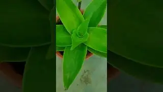 Callisia Fragrans | basket plant kaise grow kare #basket #plant #shorts