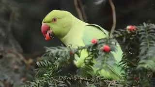 perruche &agrave; collier mange les baies ring neck parakeet