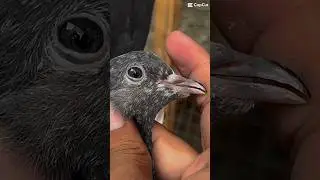 #pigeon #chirimari #pigeonwings #birdspecies #kabootar #whitepigeon #pigeonbird #pigeonlover #bird