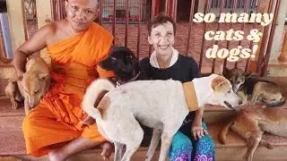 The Amazing PAGODA CATS (and DOGS) of Siem Reap Cambodia