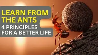 Learn from the Ants: 4 Principles for a Better Life