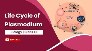 Life Cycle of Plasmodium | Class 12