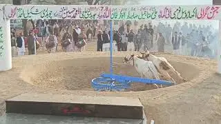 چوہدری اظہر محمود لدھڑ گجرات 7 اور 8 دسمبر سالانہ اکھاڑہ بیل ٹومبی جشنِ ککرالی 10 منٹ 193/50 پھیرے